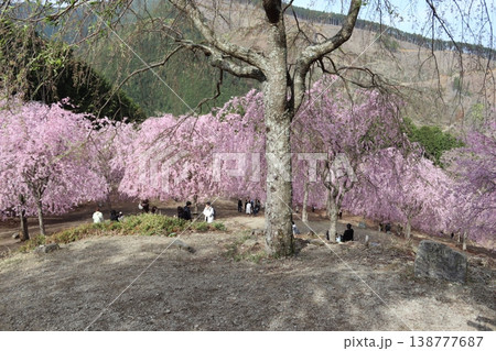 花と木　しだれ桜 138777687