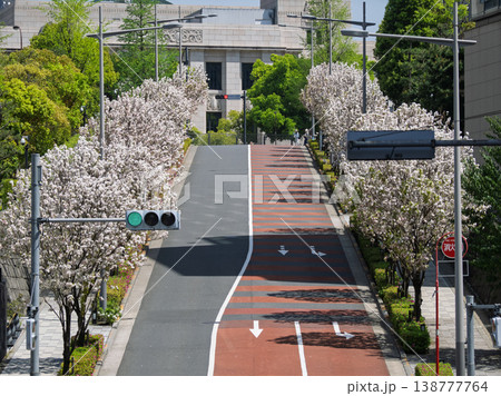 山王坂の桜並木　春の永田町に広がる日常の風景 138777764