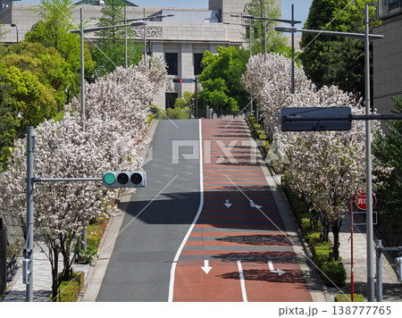 無人の山王坂に咲く桜並木　整然とした構図の永田町の春景色 138777765