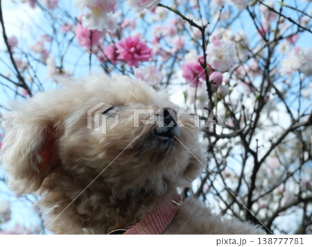 河津桜とかわいい小型犬 河津桜とかわいい小型犬 138777781