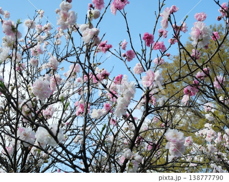 青空に映える梅の花 青空に映える梅の花 138777790