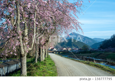 岡山県新庄村のとても美しい春の桜の季節 岡山県新庄村のとても美しい春の桜の季節 138777795