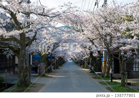 岡山県新庄村のとても美しい春の桜の季節 岡山県新庄村のとても美しい春の桜の季節 138777801