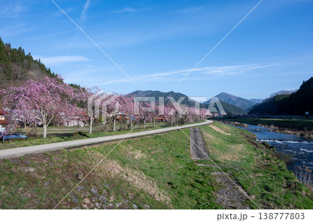 岡山県新庄村のとても美しい春の桜の季節 岡山県新庄村のとても美しい春の桜の季節 138777803