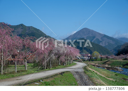 岡山県新庄村のとても美しい春の桜の季節 岡山県新庄村のとても美しい春の桜の季節 138777806