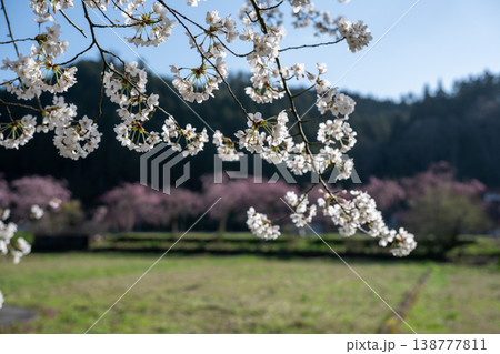 岡山県新庄村のとても美しい春の桜の季節 岡山県新庄村のとても美しい春の桜の季節 138777811