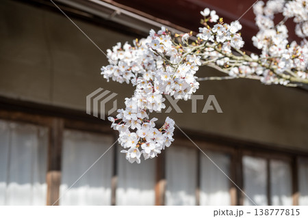 岡山県新庄村のとても美しい春の桜の季節 岡山県新庄村のとても美しい春の桜の季節 138777815
