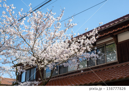 岡山県新庄村のとても美しい春の桜の季節 岡山県新庄村のとても美しい春の桜の季節 138777826