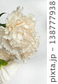 Close-up of White Carnation Flowers: Delicate Petals on a High-Key White Background. 138777938