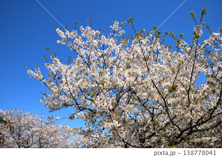 河口の公園の満開のサクラ、桜 138778041