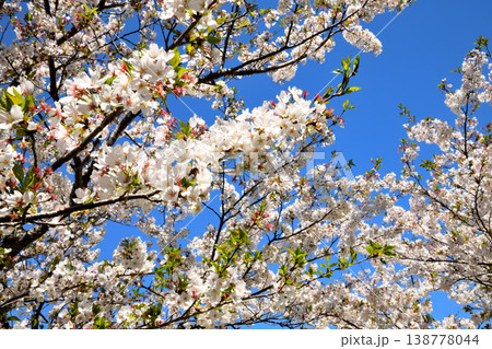 河口の公園の満開のサクラ、桜 138778044