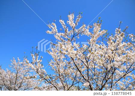 河口の公園の満開のサクラ、桜 138778045