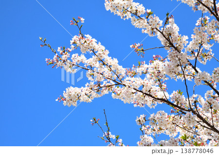 河口の公園の満開のサクラ、桜 138778046