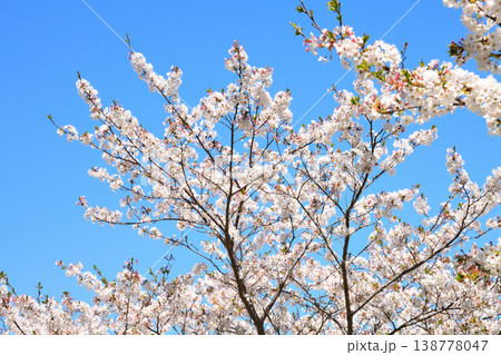 河口の公園の満開のサクラ、桜 河口の公園の満開のサクラ、桜 138778047