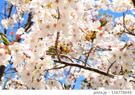 河口の公園の満開のサクラ、桜 138778048