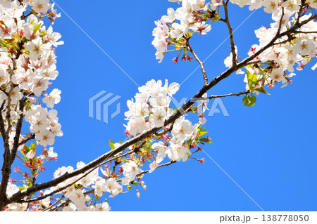 河口の公園の満開のサクラ、桜 河口の公園の満開のサクラ、桜 138778050