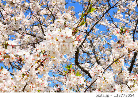 河口の公園の満開のサクラ、桜 138778054