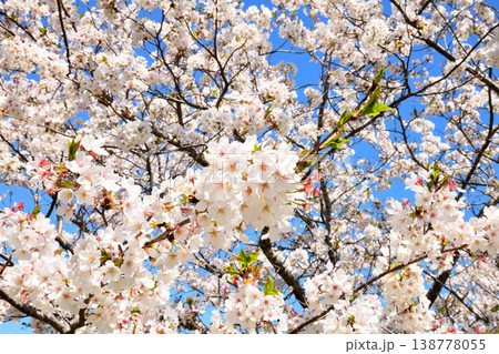 河口の公園の満開のサクラ、桜 138778055