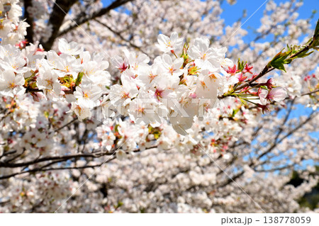 河口の公園の満開のサクラ、桜 河口の公園の満開のサクラ、桜 138778059
