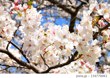 河口の公園の満開のサクラ、桜 河口の公園の満開のサクラ、桜 138778061