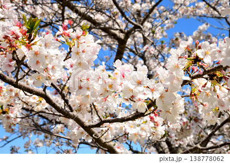 河口の公園の満開のサクラ、桜 河口の公園の満開のサクラ、桜 138778062