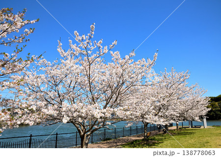 河口の公園の満開のサクラ、桜 138778063