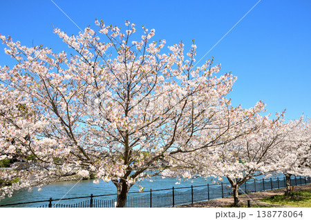 河口の公園の満開のサクラ、桜 138778064