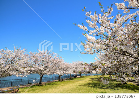 河口の公園の満開のサクラ、桜 河口の公園の満開のサクラ、桜 138778067