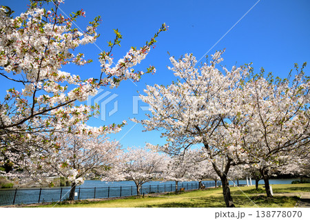 河口の公園の満開のサクラ、桜 138778070
