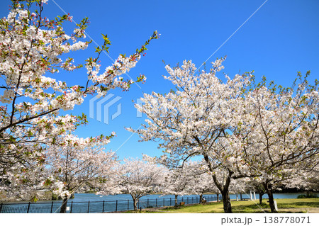 河口の公園の満開のサクラ、桜 河口の公園の満開のサクラ、桜 138778071