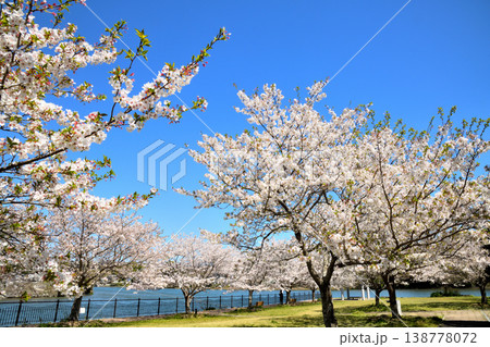 河口の公園の満開のサクラ、桜 河口の公園の満開のサクラ、桜 138778072