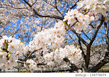 河口の公園の満開のサクラ、桜 138778074