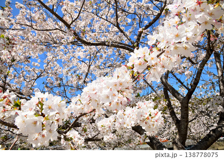 河口の公園の満開のサクラ、桜 138778075