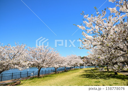 河口の公園の満開のサクラ、桜 河口の公園の満開のサクラ、桜 138778076