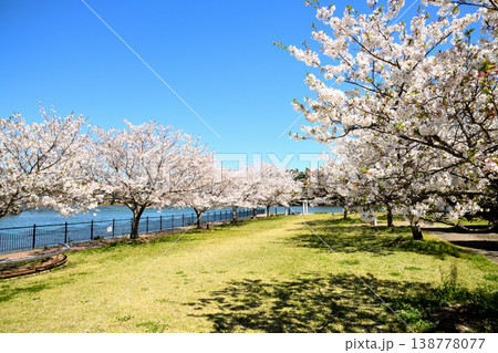 河口の公園の満開のサクラ、桜 138778077