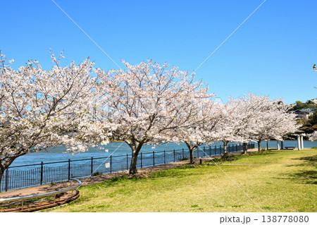 河口の公園の満開のサクラ、桜 138778080