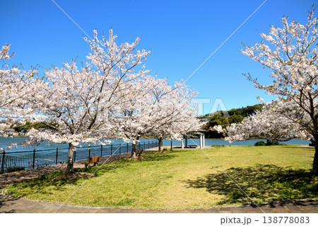 河口の公園の満開のサクラ、桜 138778083