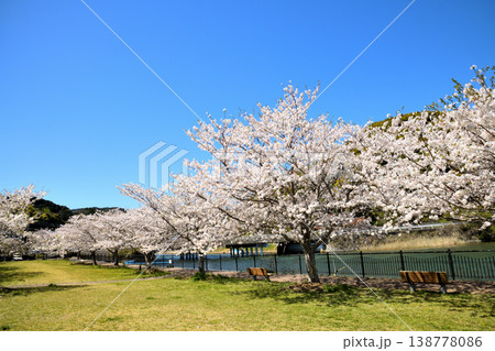 河口の公園の満開のサクラ、桜 138778086
