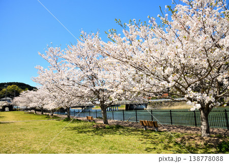 河口の公園の満開のサクラ、桜 138778088