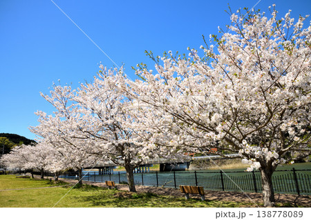 河口の公園の満開のサクラ、桜 河口の公園の満開のサクラ、桜 138778089
