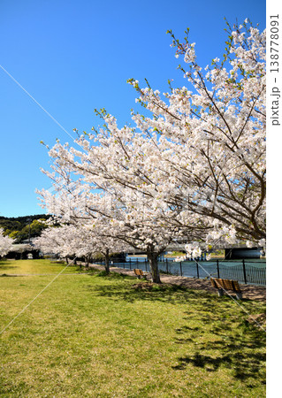 河口の公園の満開のサクラ、桜 138778091