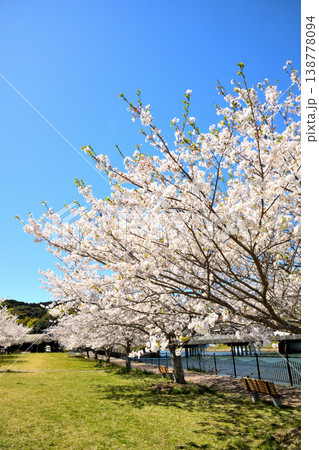 河口の公園の満開のサクラ、桜 河口の公園の満開のサクラ、桜 138778094