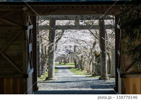 日本の岡山県真庭市の茅部神社のとても美しい桜の季節 138778146