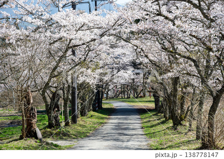 日本の岡山県真庭市の茅部神社のとても美しい桜の季節 日本の岡山県真庭市の茅部神社のとても美しい桜の季節 138778147