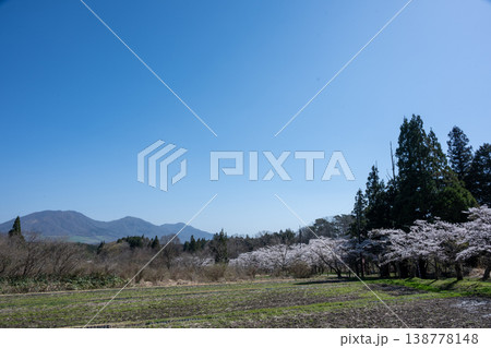 日本の岡山県真庭市の茅部神社のとても美しい桜の季節 日本の岡山県真庭市の茅部神社のとても美しい桜の季節 138778148