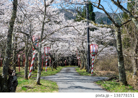 日本の岡山県真庭市の茅部神社のとても美しい桜の季節 138778151