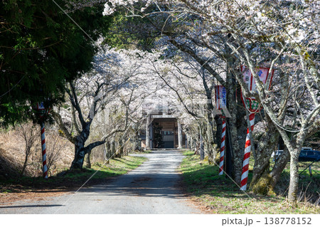 日本の岡山県真庭市の茅部神社のとても美しい桜の季節 138778152