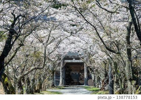 日本の岡山県真庭市の茅部神社のとても美しい桜の季節 138778153