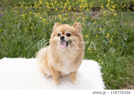 菜の花と笑顔のポメチワ 138778166