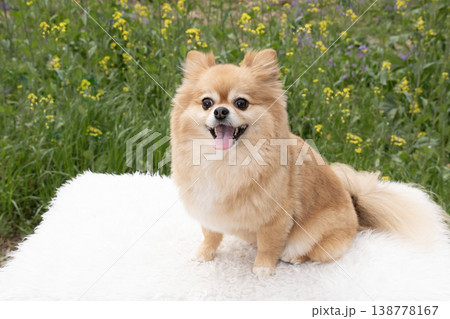 菜の花と笑顔のポメチワ 138778167